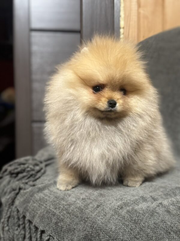 Penni Pomeranian Penni Pomeranian