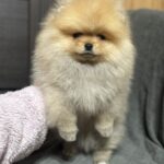 Penni-female-pomeranian-puppy-for-sale-1 (4)