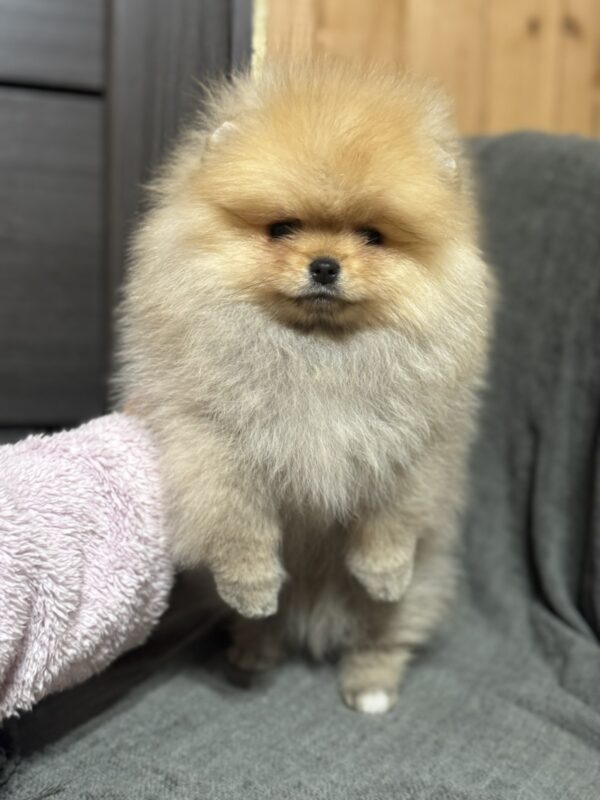 Penni Pomeranian Penni Pomeranian