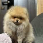 Penni-female-pomeranian-puppy-for-sale-1 (5)