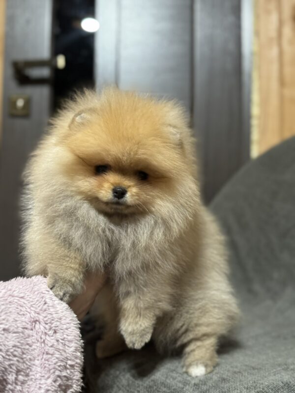 Penni Pomeranian Penni Pomeranian