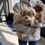 Persy-male-Maltipoo-puppy-for-sale-1
