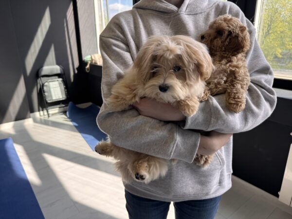 Persy Maltipoo Persy Maltipoo