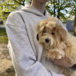 Persy-male-Maltipoo-puppy-for-sale-2