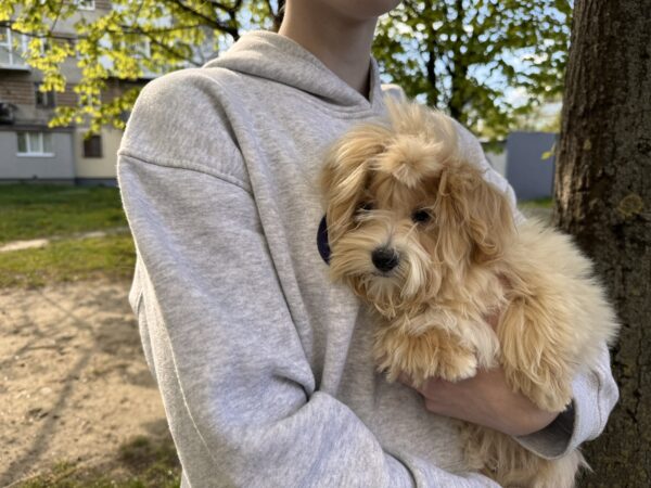 Persy Maltipoo Persy Maltipoo