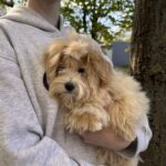 Persy-male-Maltipoo-puppy-for-sale-3