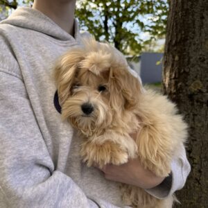 Persy Maltipoo Persy Maltipoo