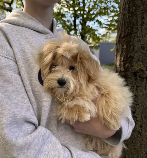 Persy Maltipoo Persy Maltipoo