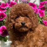 Petra-female-toy-poodle-puppy-for-sale- (1)