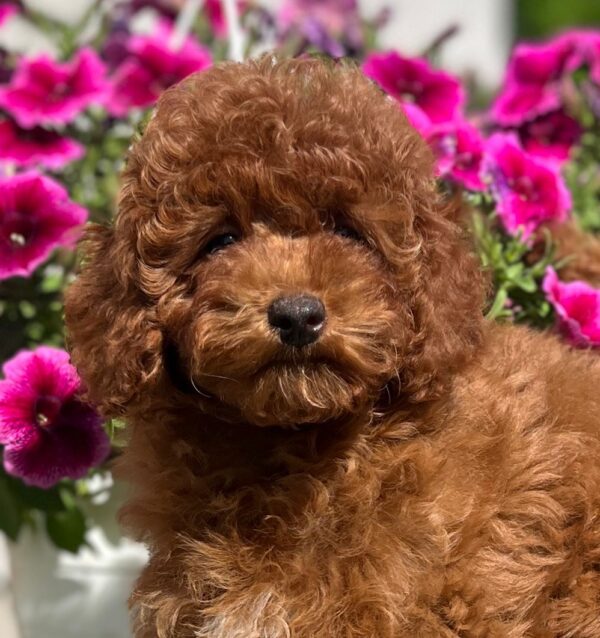 Petra Toy Poodle Petra Toy Poodle