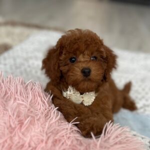 Petra Toy Poodle Petra Toy Poodle