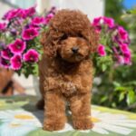 Petra-female-toy-poodle-puppy-for-sale- (2)