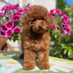Petra Toy Poodle Petra Toy Poodle