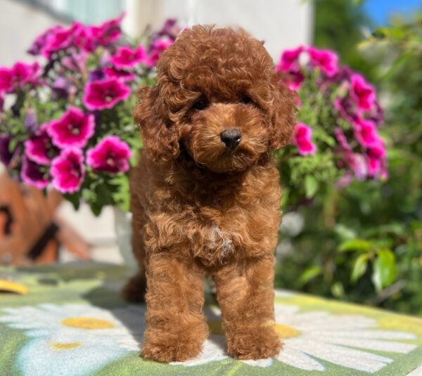Petra Toy Poodle Petra Toy Poodle