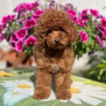 Petra-female-toy-poodle-puppy-for-sale- (3)