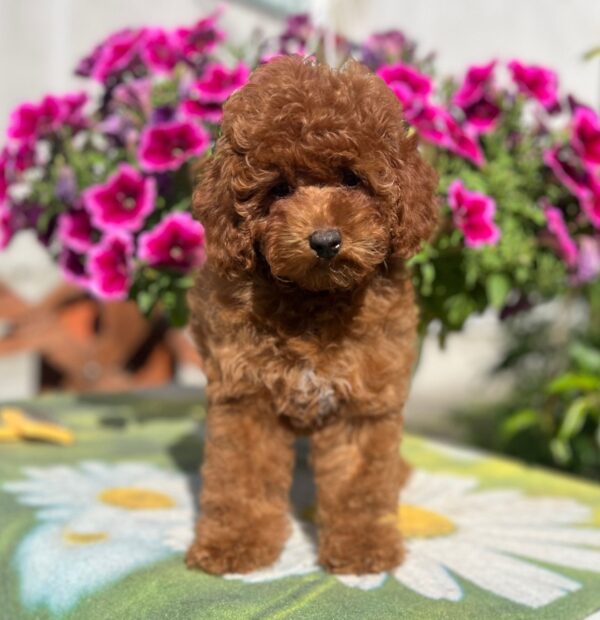 Petra Toy Poodle Petra Toy Poodle
