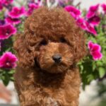 Petra-female-toy-poodle-puppy-for-sale- (4)