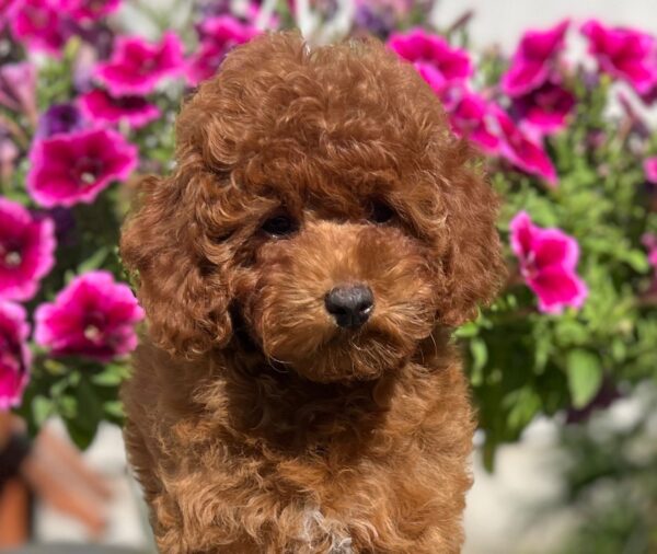 Petra Toy Poodle Petra Toy Poodle