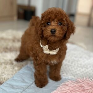 Petra Toy Poodle Petra Toy Poodle