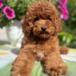 Petra-female-toy-poodle-puppy-for-sale- (5)