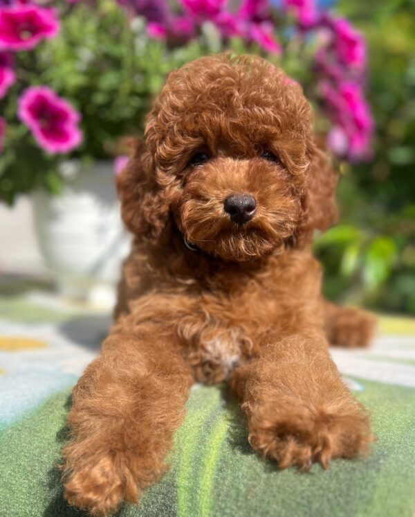 Petra Toy Poodle Petra Toy Poodle
