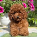 Petra-female-toy-poodle-puppy-for-sale- (6)