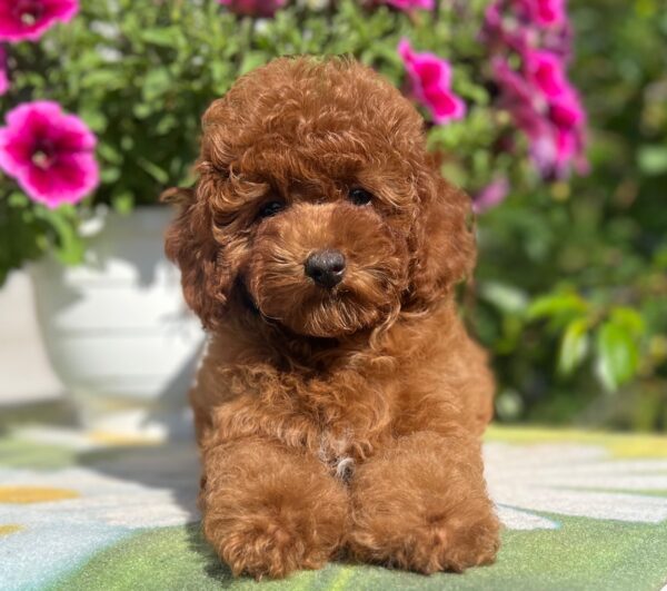 Petra Toy Poodle Petra Toy Poodle