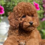 Petra-female-toy-poodle-puppy-for-sale- (7)