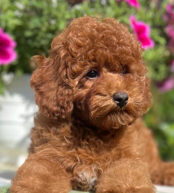 Petra Toy Poodle Petra Toy Poodle