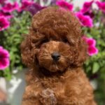 Petra-female-toy-poodle-puppy-for-sale- (8)