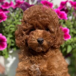 Petra Toy Poodle Petra Toy Poodle