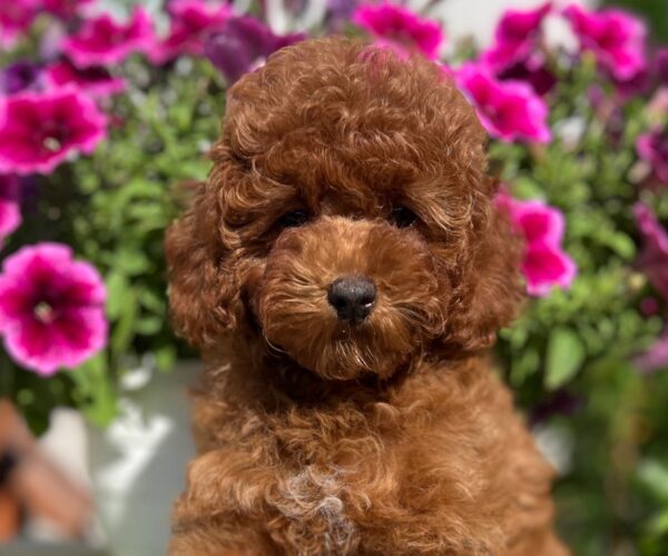 Petra Toy Poodle Petra Toy Poodle