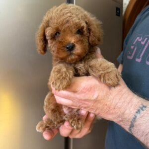 Phoenix Toy Poodle Phoenix Toy Poodle