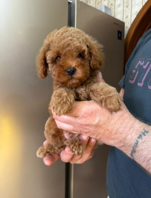 Phoenix Toy Poodle Phoenix Toy Poodle