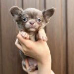 Pirson-male-Chihuahua-puppy-for sale-1
