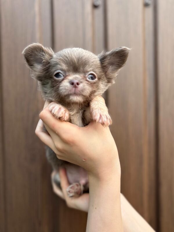 Pirson Chihuahua Pirson Chihuahua
