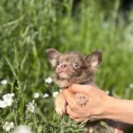 Pirson-male-Chihuahua-puppy-for sale-2