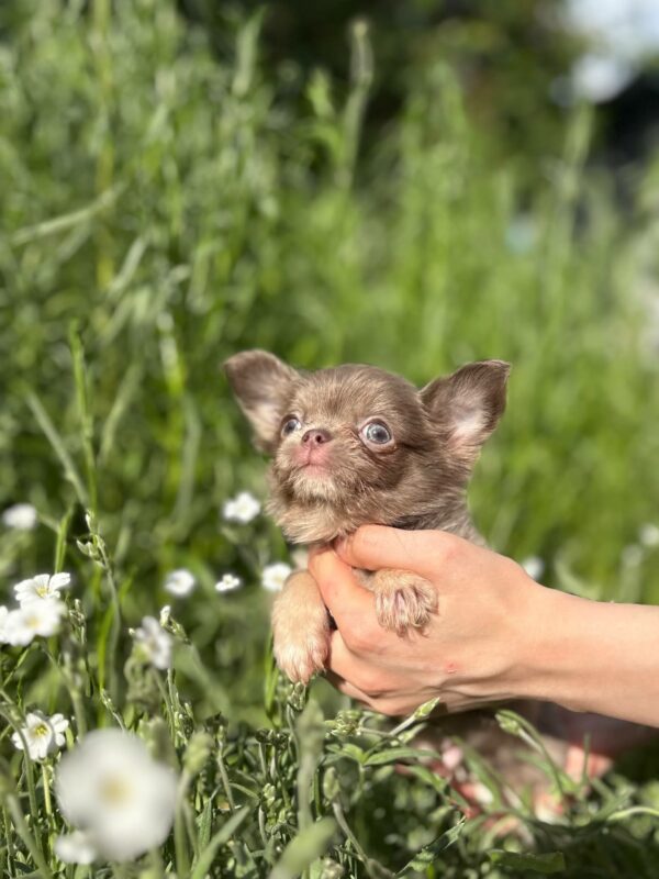 Pirson Chihuahua Pirson Chihuahua