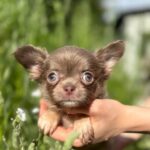 Pirson-male-Chihuahua-puppy-for sale-3