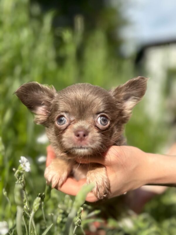 Pirson Chihuahua Pirson Chihuahua