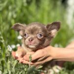 Pirson-male-Chihuahua-puppy-for sale-4