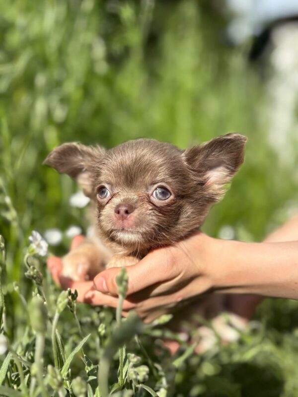 Pirson Chihuahua Pirson Chihuahua