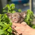 Pirson-male-Chihuahua-puppy-for sale-5