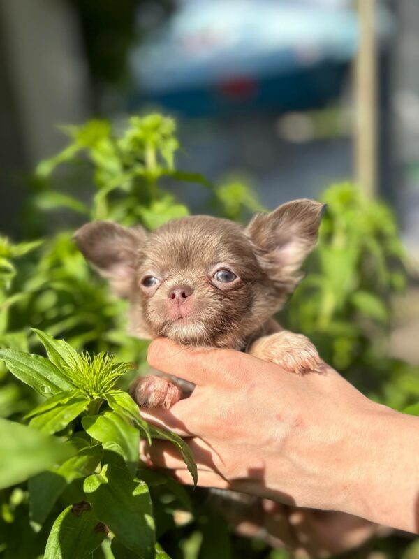 Pirson Chihuahua Pirson Chihuahua