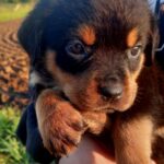 Poliana-female-Rottweiler-puppy-for-sale-1