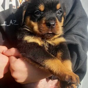 Poliana Rottweiler Poliana Rottweiler