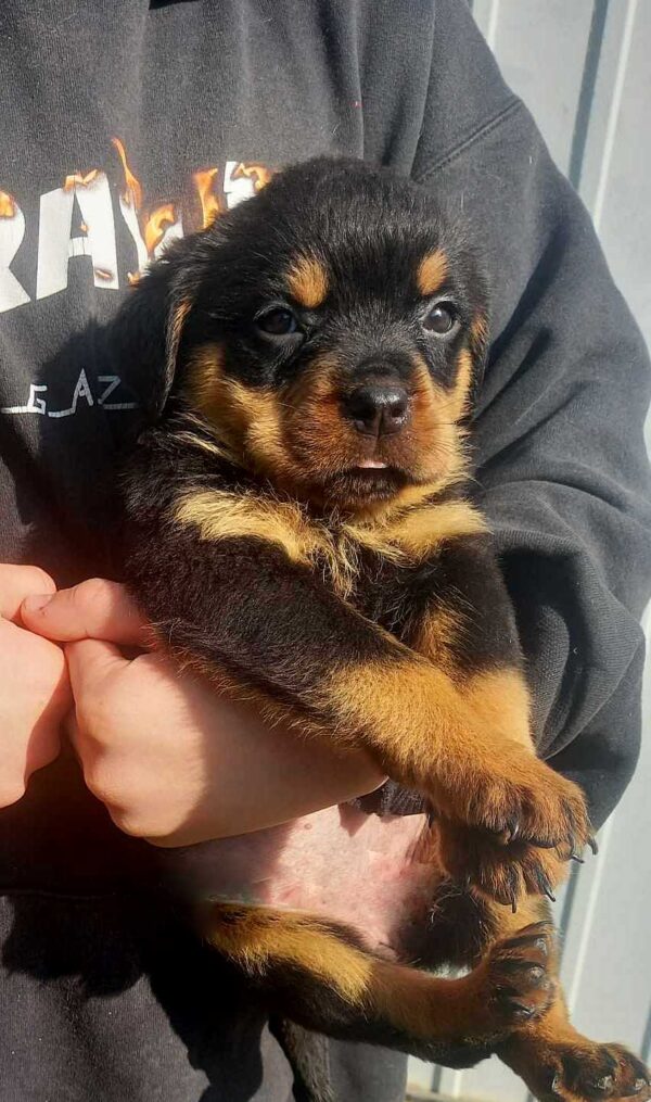 Poliana Rottweiler Poliana Rottweiler