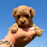 Poppy-female-Maltipoo-puppy-for-sale-1