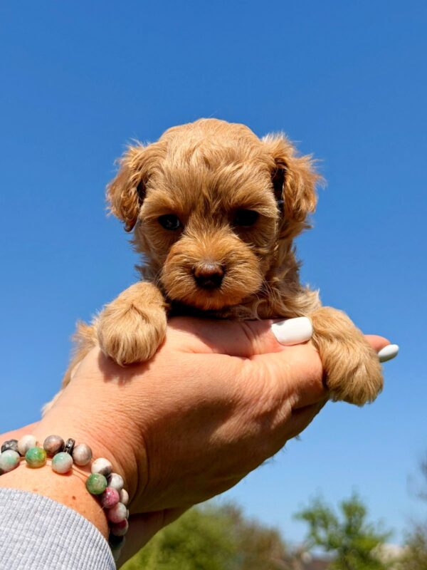 Poppy Maltipoo Poppy Maltipoo