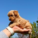 Poppy-female-Maltipoo-puppy-for-sale-2